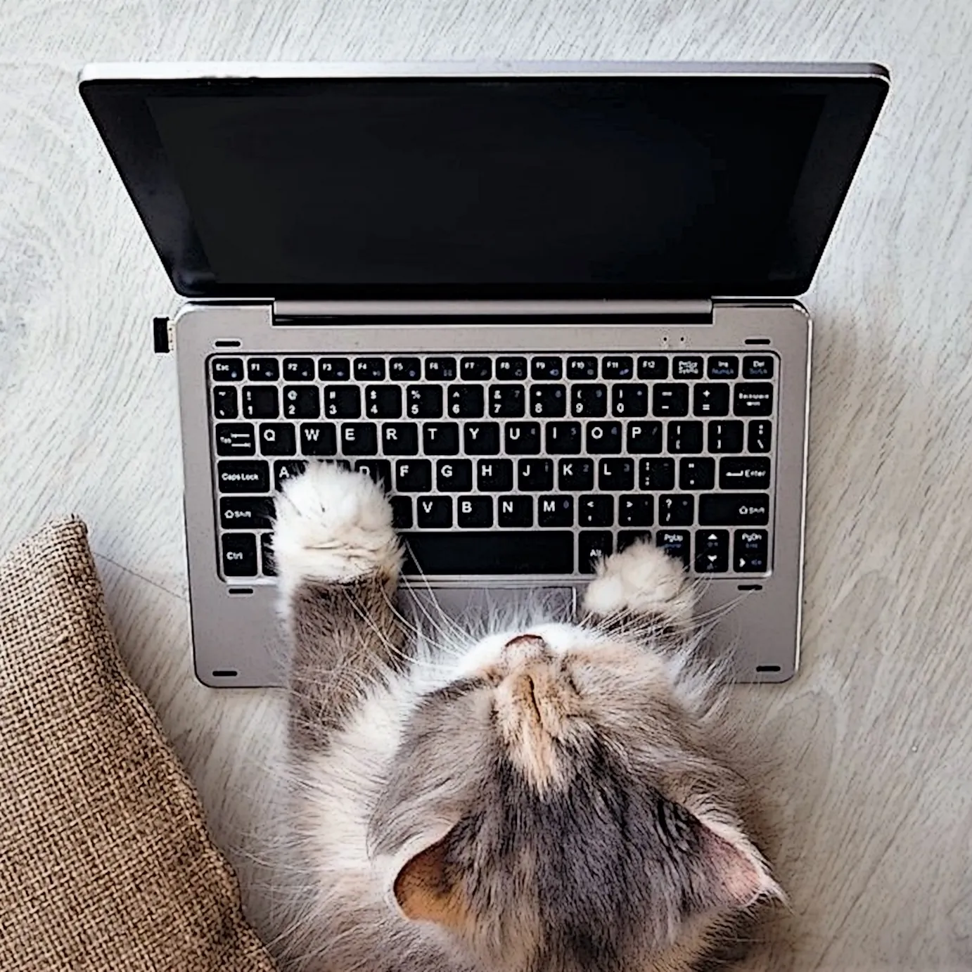 A cat lying across a laptop keyboard.